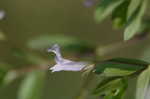 yellowseed false pimpernel